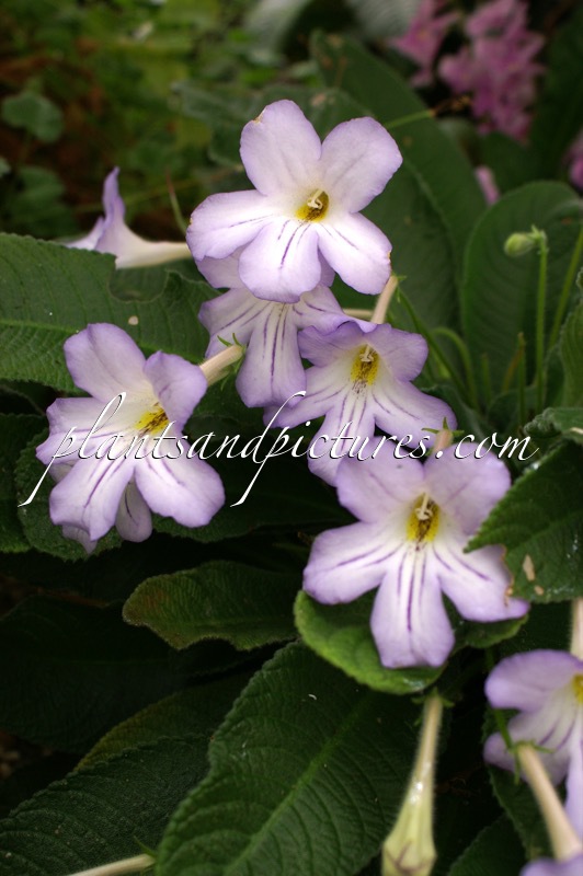 Streptocarpus formosus