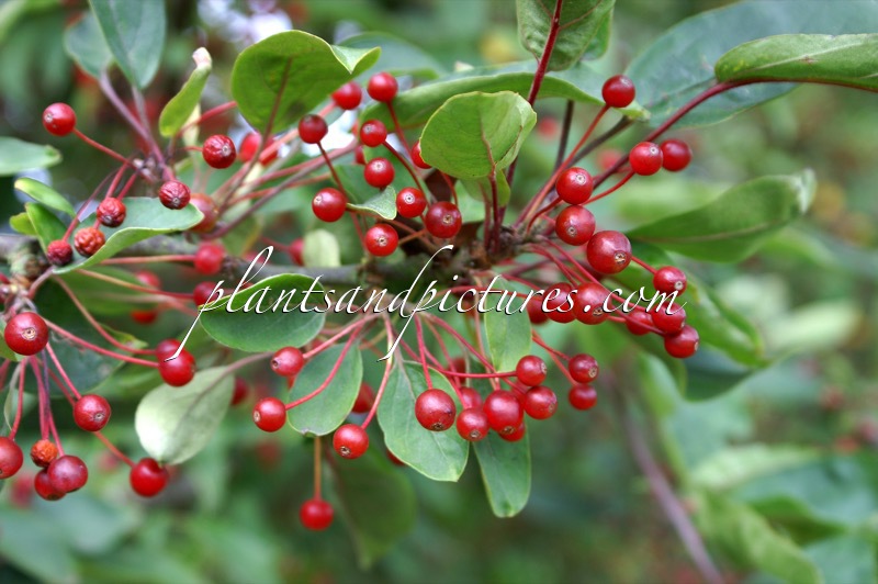 Malus toringo var. sargentii
