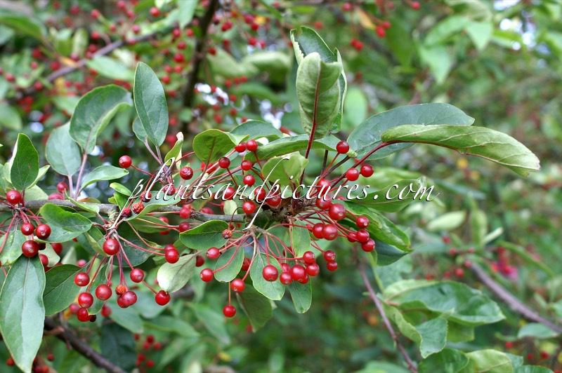 Malus toringo var. sargentii