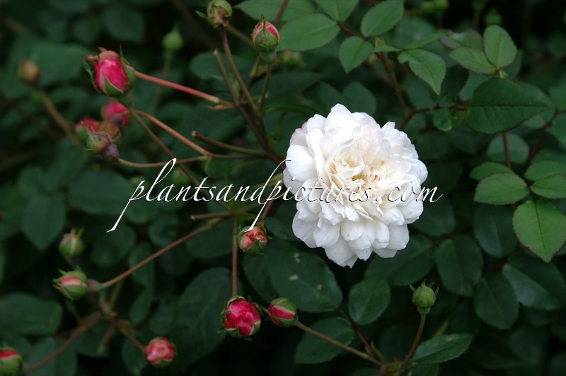 Rosa ‘White Pet’