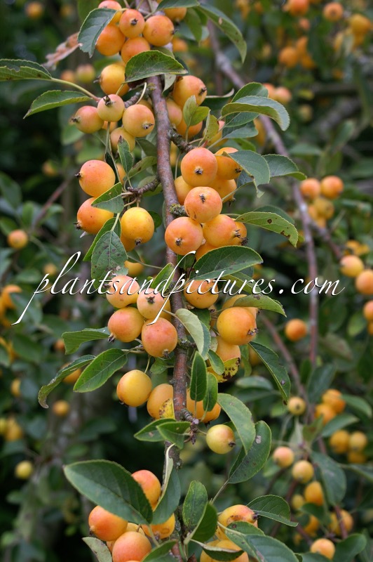 Malus ‘Yellow Siberian’
