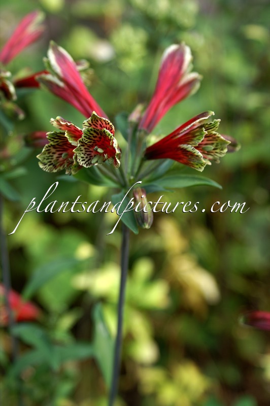 Alstroemeria psittacina