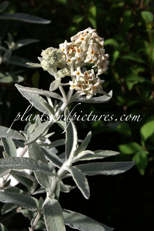 Buddleja ‘Morning Mist’ (SILVER ANNIVERSARY)