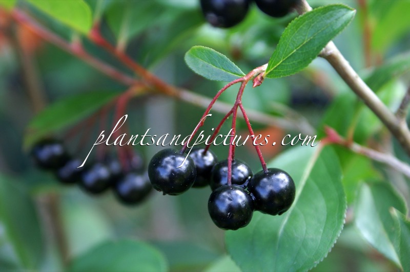 Aronia melanocarpa ‘Autumn Magic’