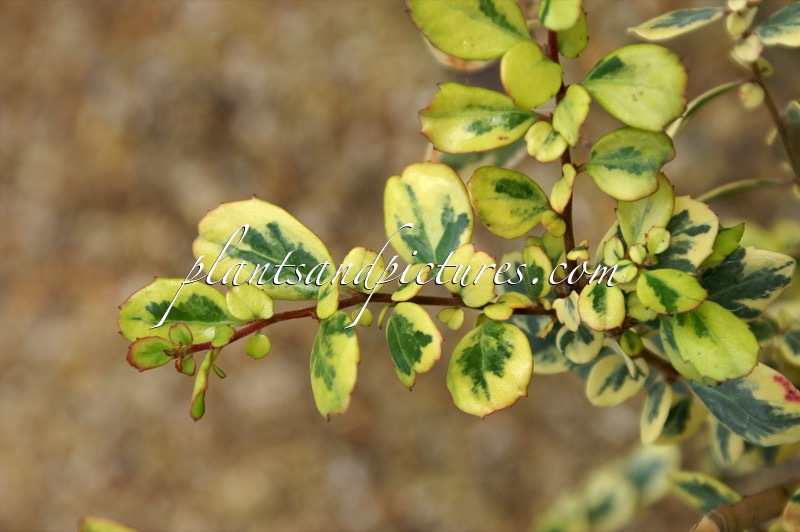 Azara integrifolia ‘Variegata’