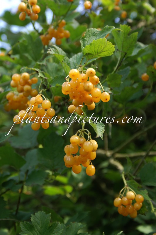 Viburnum opulus ‘Xanthocarpum’