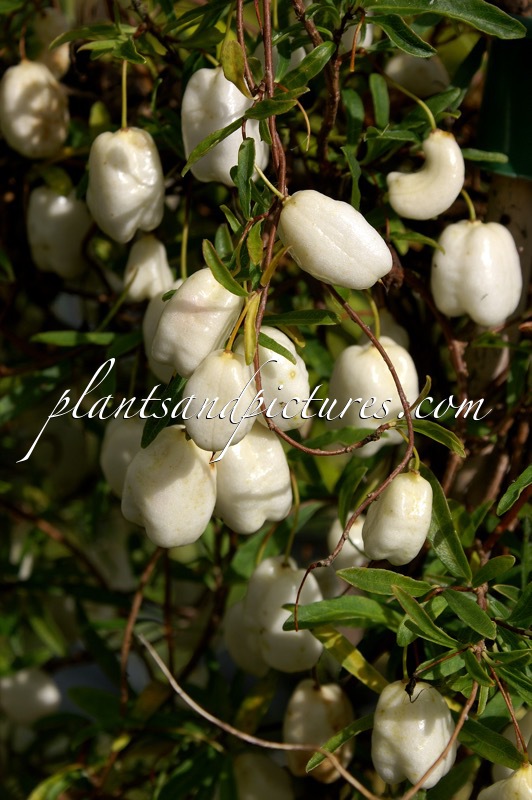 Billardiera longiflora f. fructo-albo