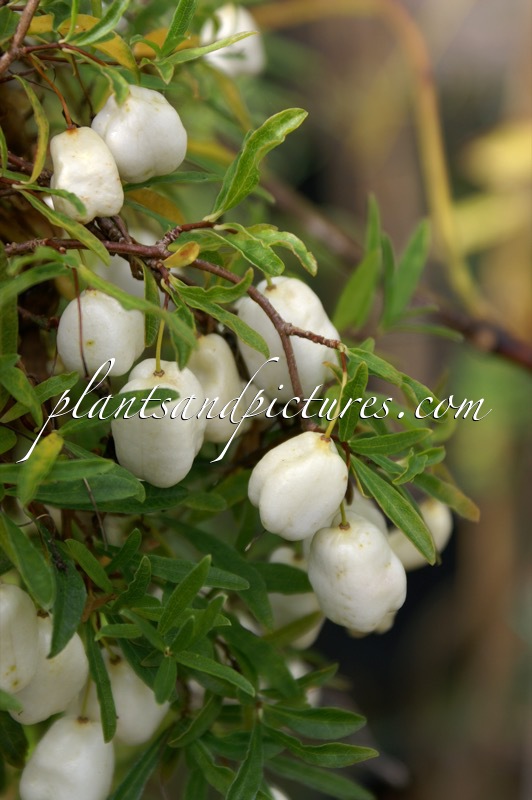 Billardiera longiflora f. fructo-albo