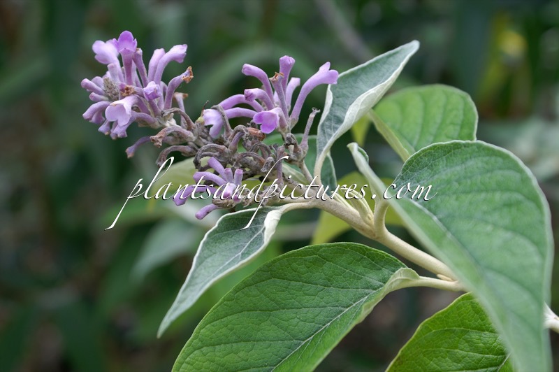 Buddleja curviflora