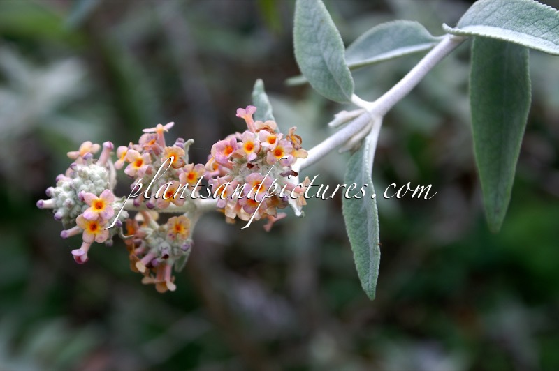 Buddleja ‘Salmon Spheres’