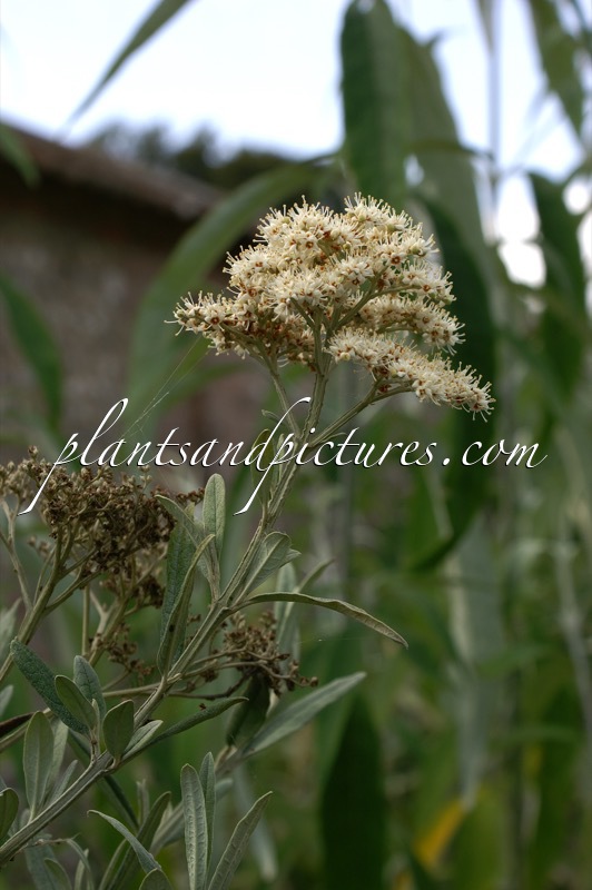 Buddleja saligna