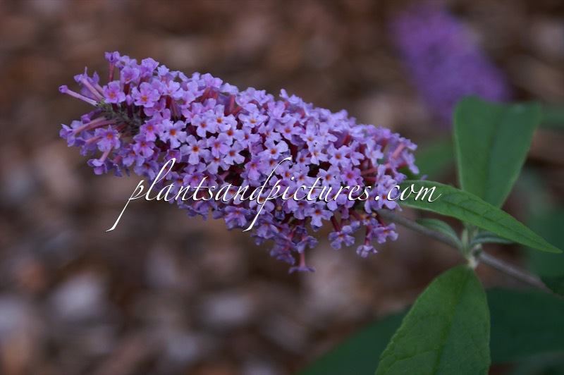 Buddleja davidii ‘Greenways River Dart’
