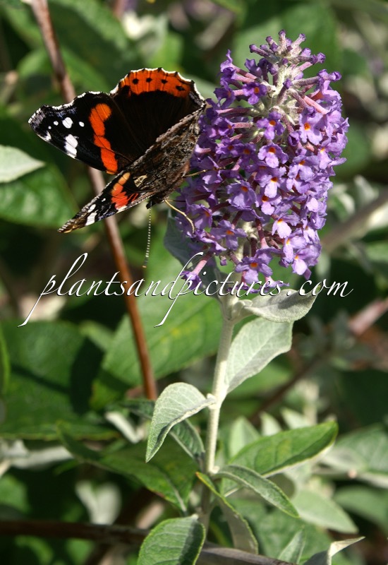 Buddleja davidii ‘Southcombe Splendour’