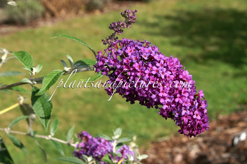 Buddleja davidii ‘Purple Rain’