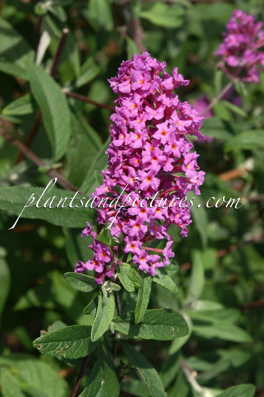 Buddleja davidii ‘Boskoop Beauty’