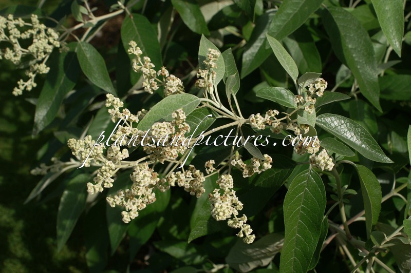 Buddleja parviflora