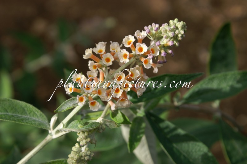 Buddleja weyeriana ‘Moonlight’