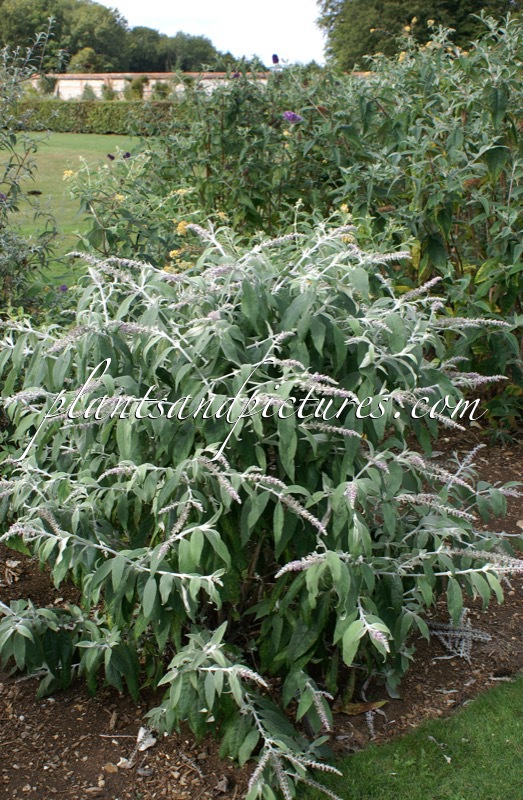 Buddleja nivea ‘Pink Form’