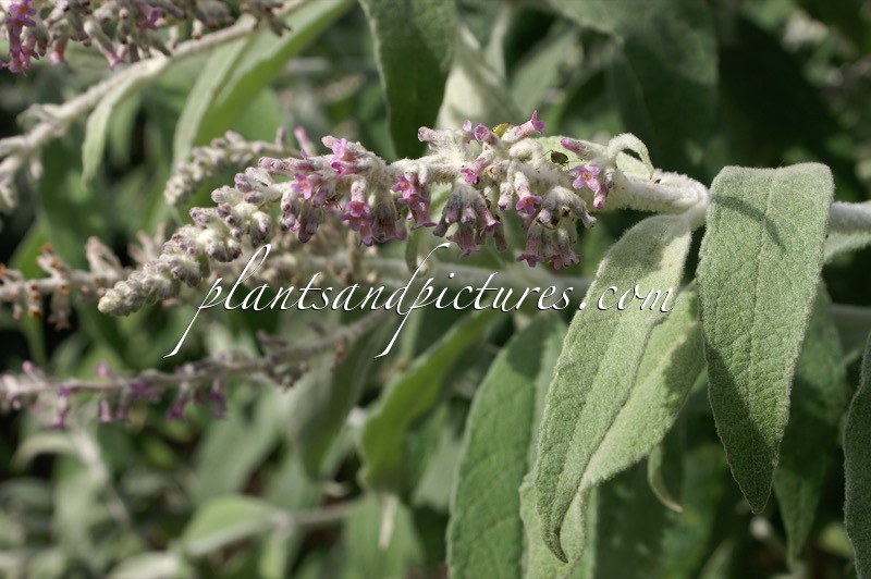 Buddleja nivea ‘Pink Form’