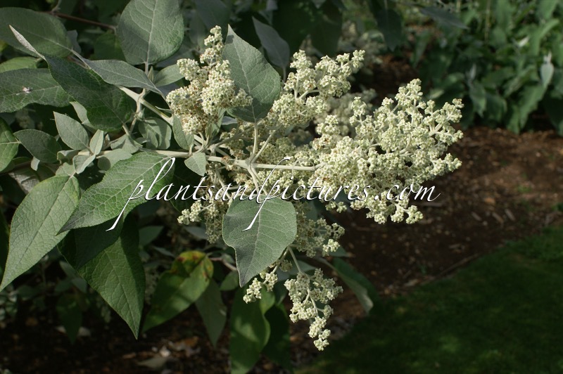 Buddleja cordata
