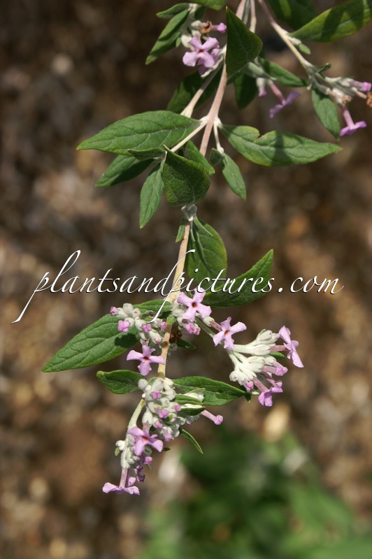 Buddleja caryopteridifolia