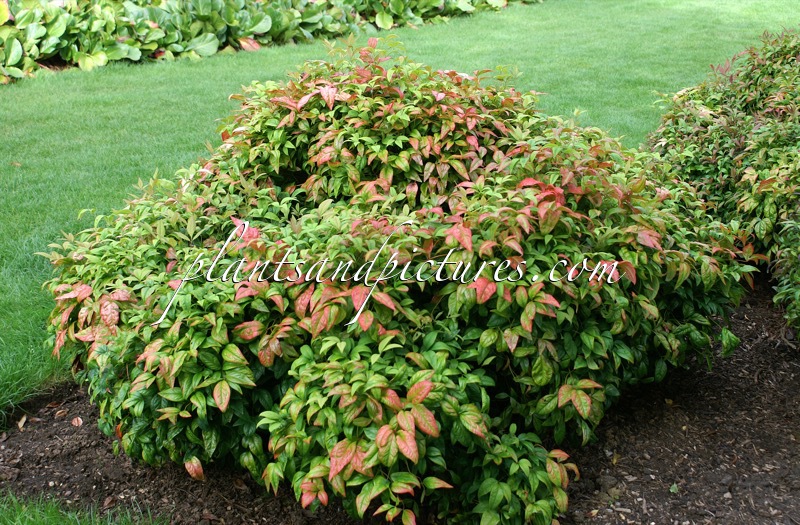 Nandina domestica ‘Wood’s Dwarf’