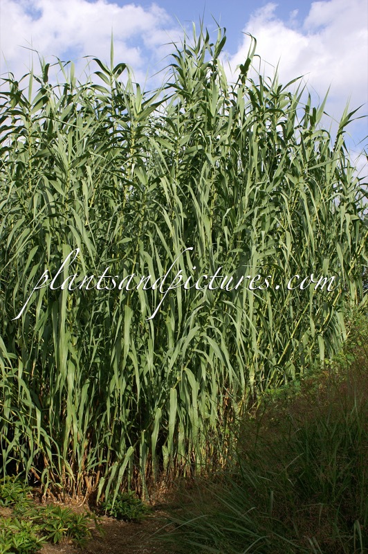 Arundo donax