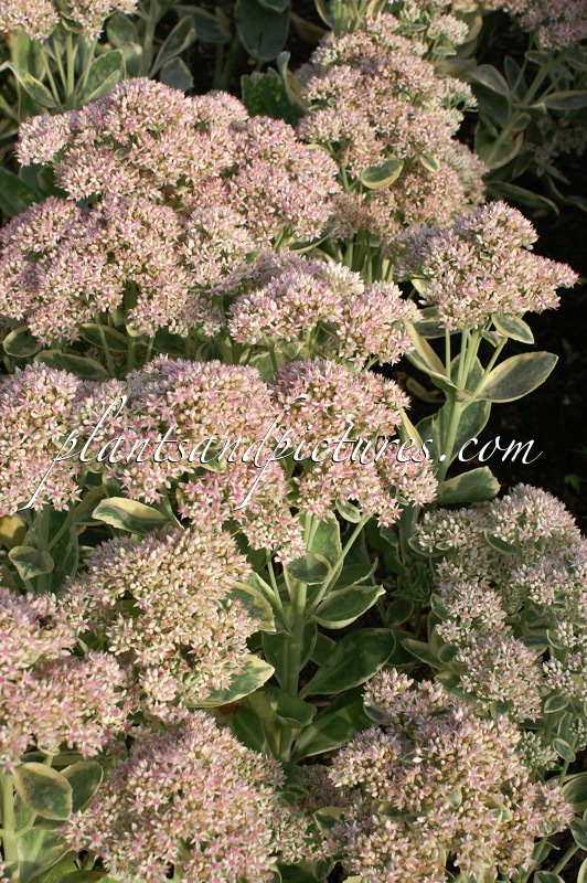 Sedum ‘Frosty Morn’