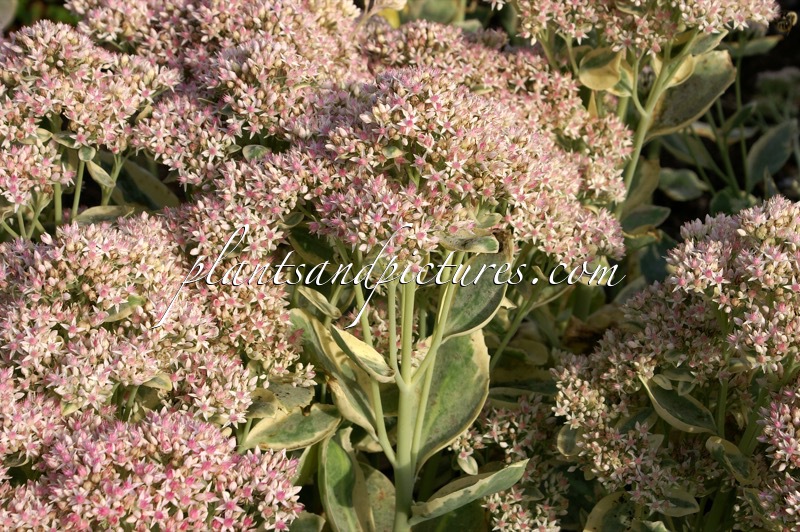 Sedum ‘Frosty Morn’