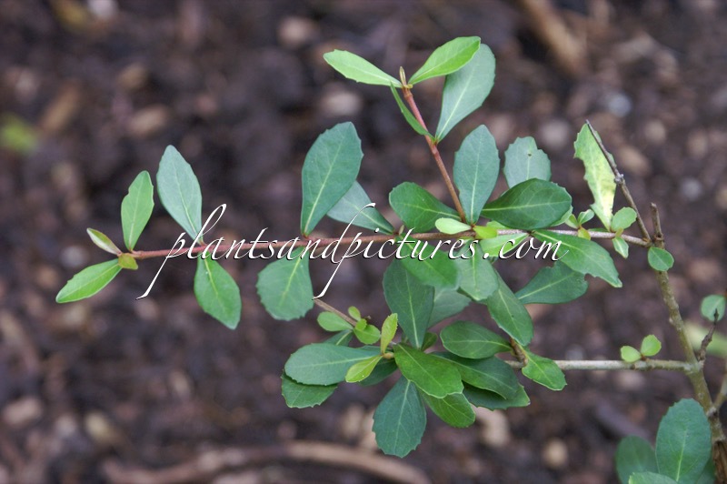Viburnum obovatum ‘Reifler’s Dwarf’