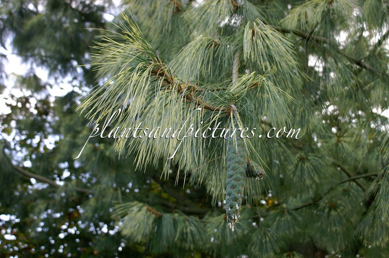 Pinus wallichiana ‘Zebrina’