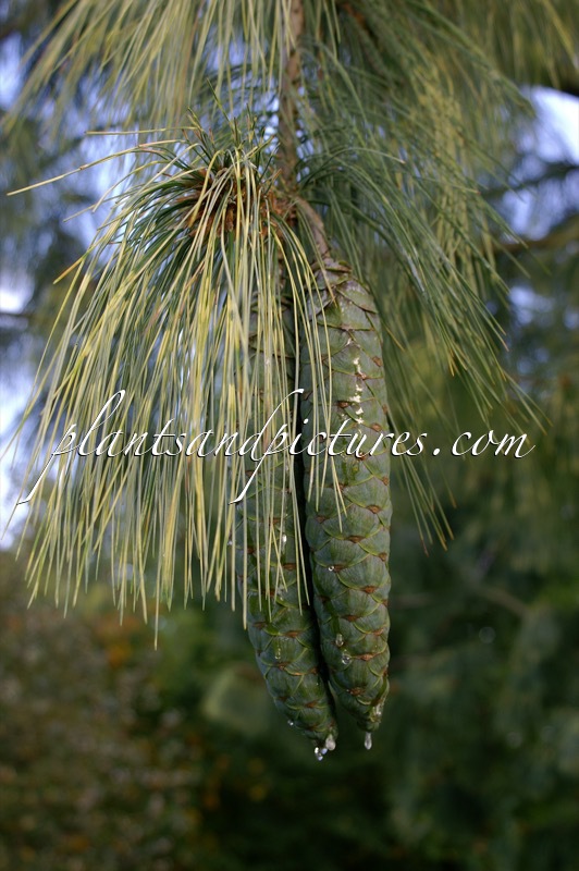 Pinus wallichiana ‘Zebrina’