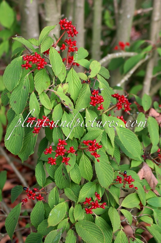Viburnum plicatum ‘Pink Beauty’