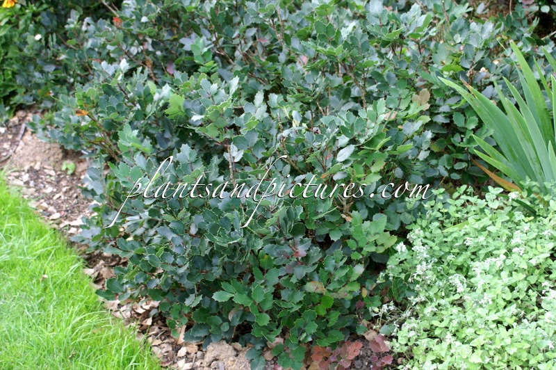 Mahonia pumila