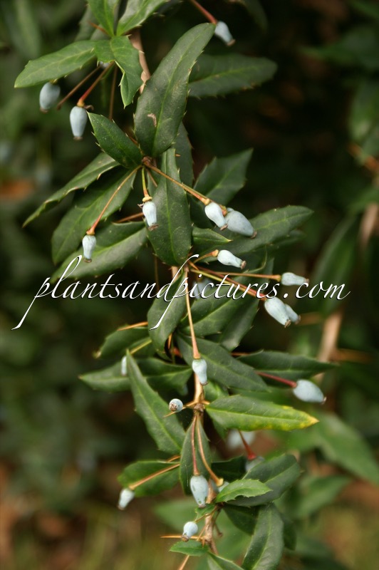 Berberis kumaonensis