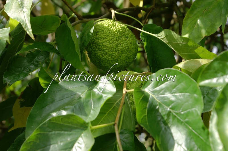 Maclura pomifera