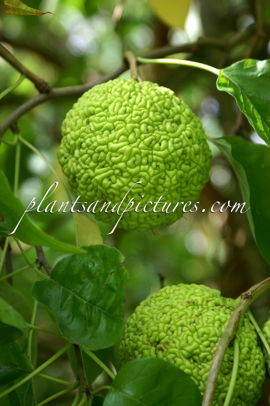 Maclura pomifera