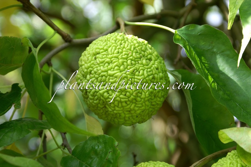 Maclura pomifera