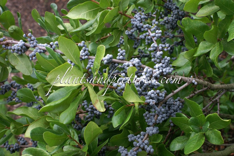 Morella pensylvanica