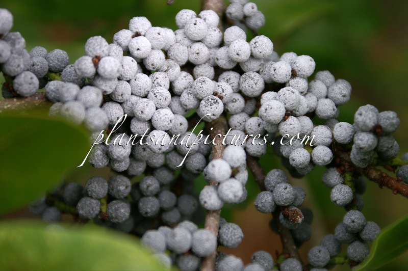 Morella pensylvanica