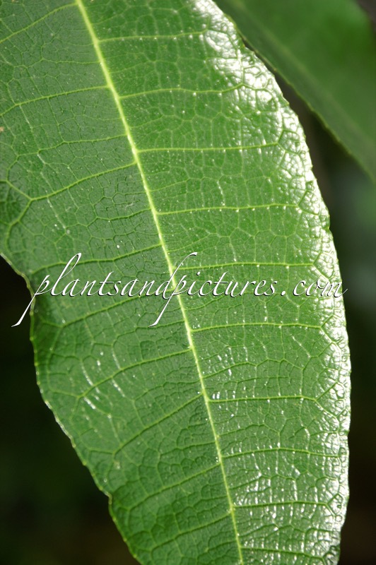 Pseudomorus brunoniana