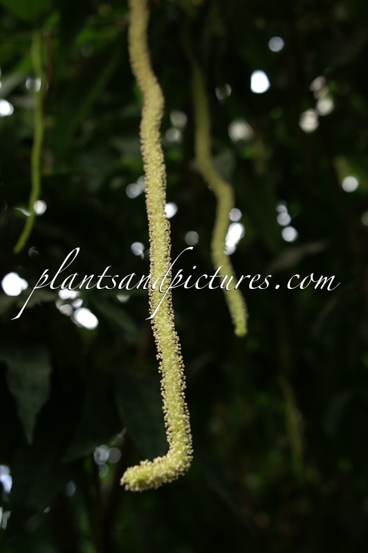 Pseudomorus brunoniana