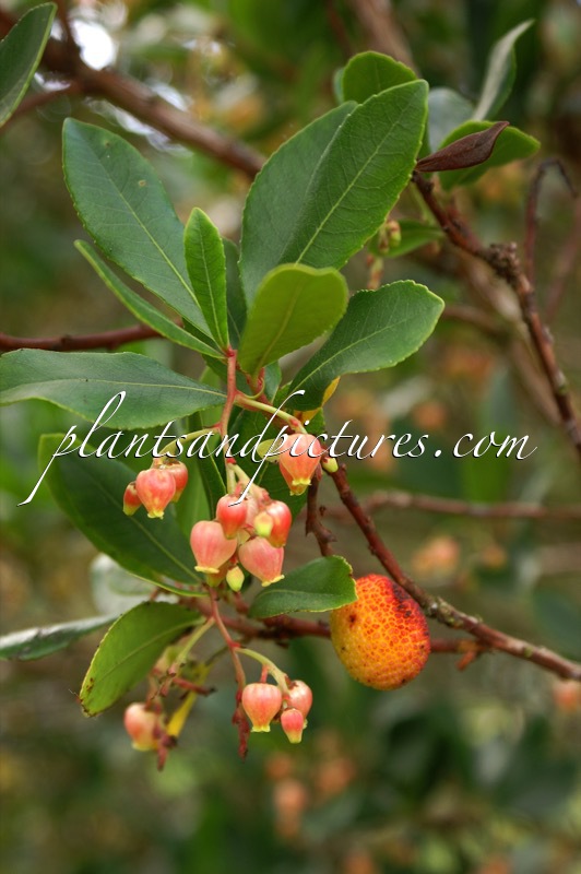 Arbutus unedo ‘Rubra’