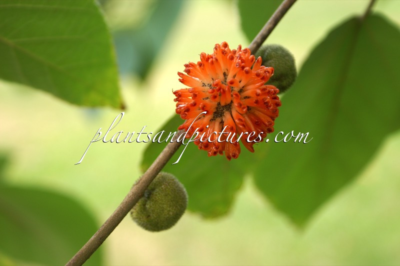 Broussonetia papyrifera