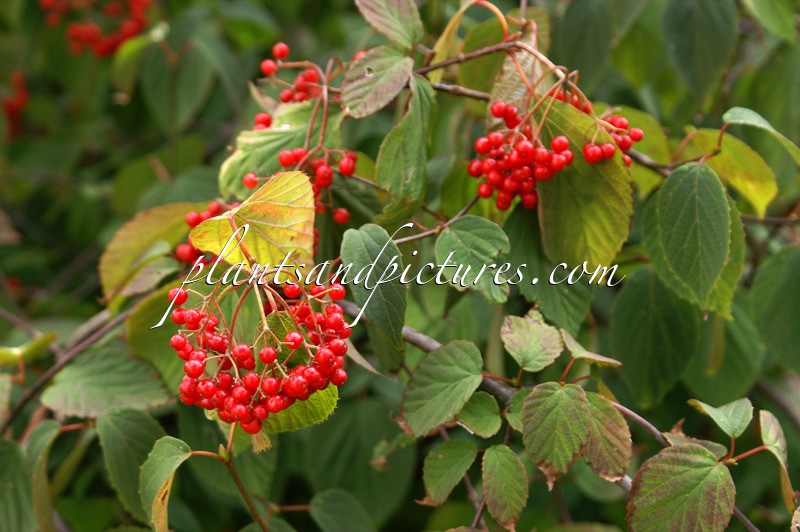 Viburnum betulifolium