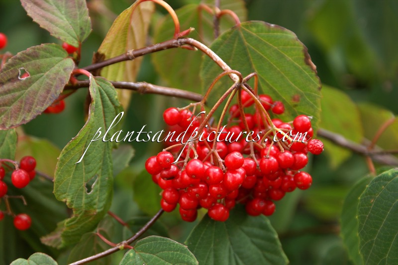Viburnum betulifolium