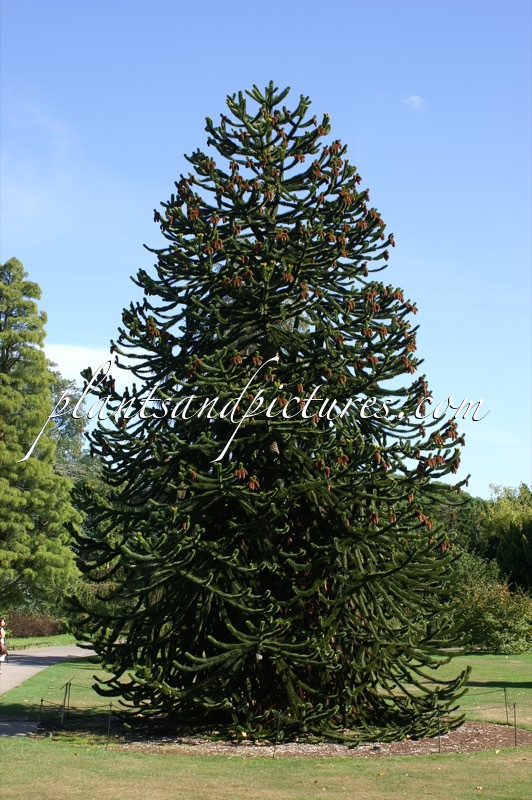 Araucaria araucana