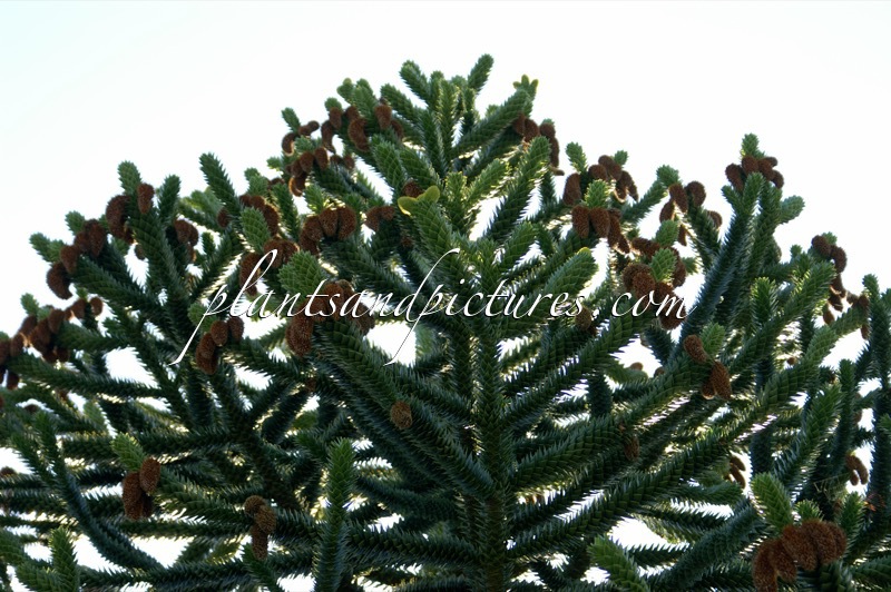 Araucaria araucana