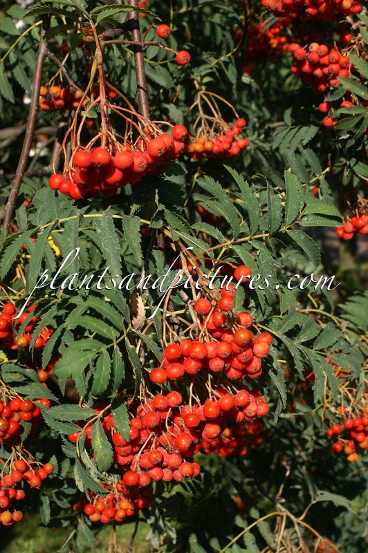 Sorbus aucuparia ‘Aspleniifolia’