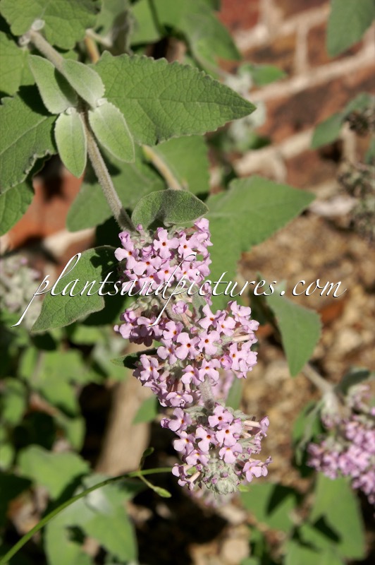 Buddleja crispa